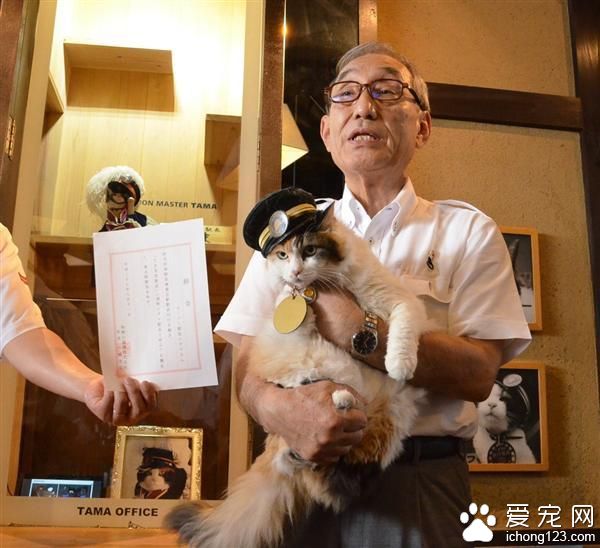 日本猫站长“小玉”病逝 “二玉”继任