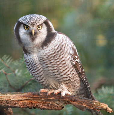 荷兰惊现晚上袭击者 凶手竟是猫头鹰