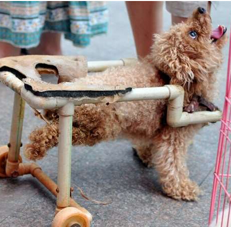 狗主人为爱犬制造轮椅引围观群众一片赞