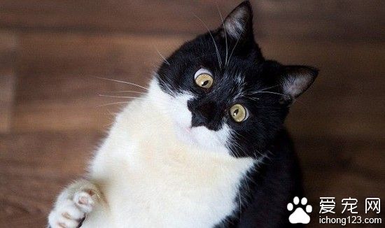 呆萌小猫摔伤变斗鸡眼 因视力障碍险走丢