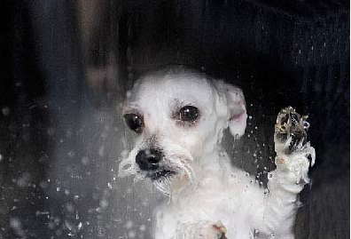 狗狗被无良主人用洗衣机洗死 引网友众怒