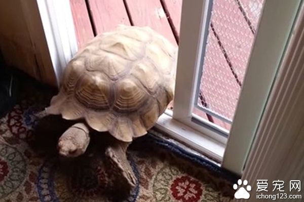 英国一只懂得打开滑行门的聪明宠物龟引起众人的关注