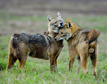 巴厘岛发现海兔呆萌神似卡通形象