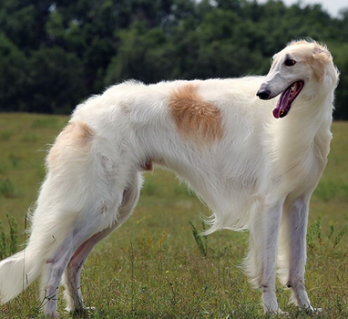 苏俄猎狼犬怎么训练 训练需要耐心