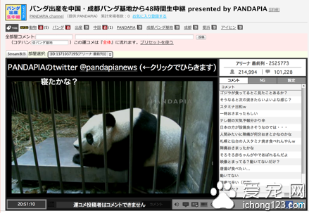 8月中旬为爱浜准备的“全球首次大熊猫产仔及成长直播”引起了国内外网友的广泛关注。图片来源:PANDAPIA