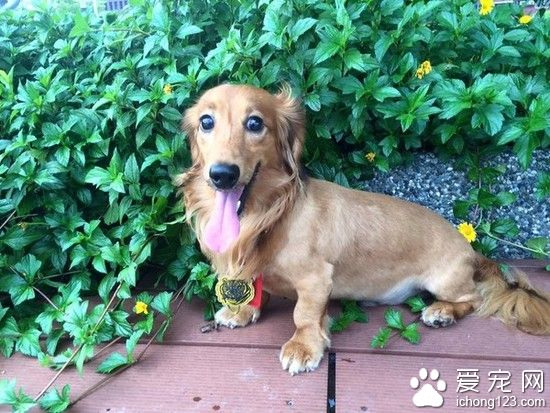 腊肠犬连笼子一起被台风吹走 幸被好心人送回