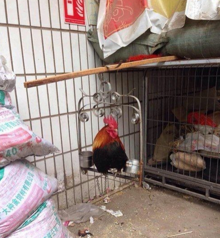 喂！老纸是鸡不是鸟啊！