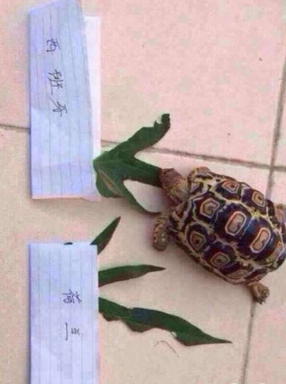 世界杯另类押注方法