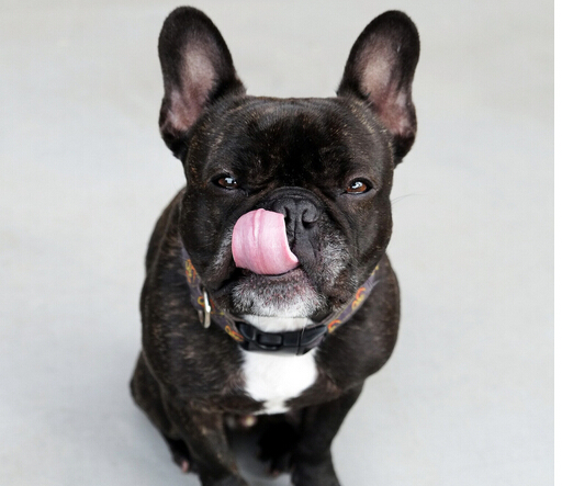 囧！狗狗竟然害怕水让狗主人费劲脑筋