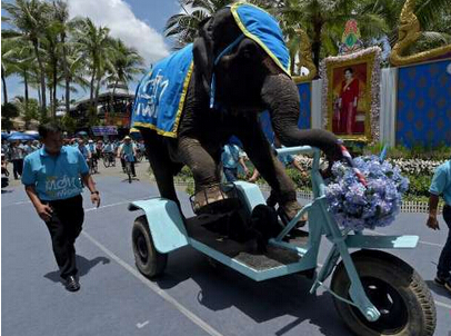 大象身体爆炸 瞬间粉碎化成血水