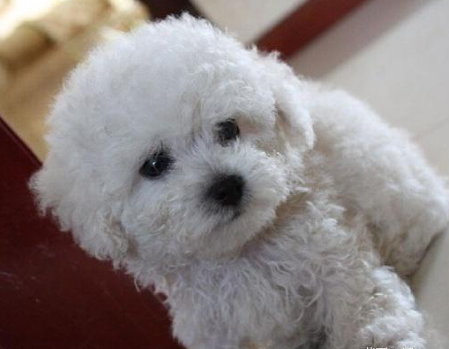 带狗到宠物诊所注射疫苗结果导致狗狗瘫痪