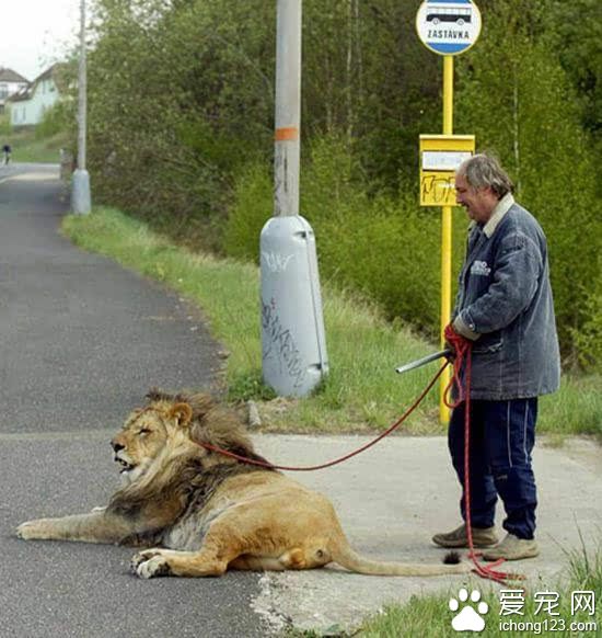 全球让人大跌眼镜的奇葩宠物