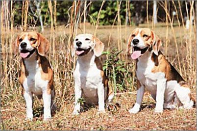 香港名猫“忌廉哥”将荣升日本一猫咪精品店名誉店长