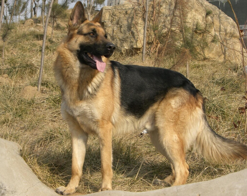 爱犬走丢 狗主人微信圈散步消息2天找回