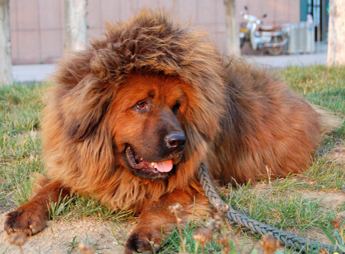 市民被藏獒困在家门口 物业齐心协力牵走狗狗