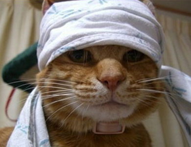 戴上帽子的小猫猫