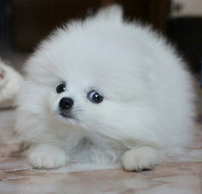 狗狗撒欢破坏绿地 广场提出“宠物禁止入内”