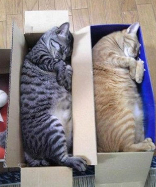 两只规规矩矩躺在盒子里的猫咪