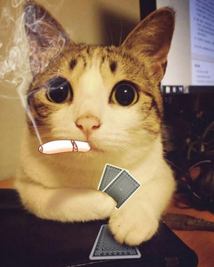 抽烟打牌的猫猫