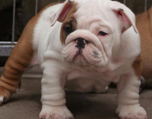 太疯狂！爱狗人士为养狗把儿子寄养到父母家