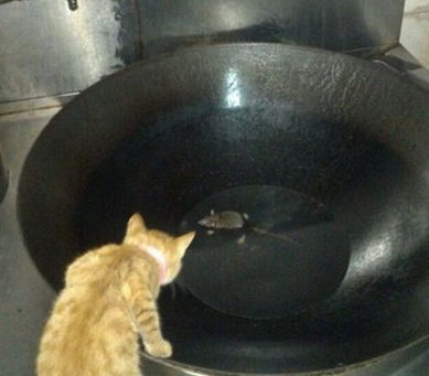 主人，我是想给你加个菜……