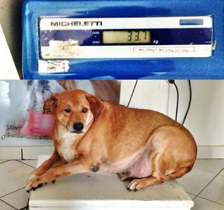 它本可能最幸福的流浪狗 却因爱心差点送命