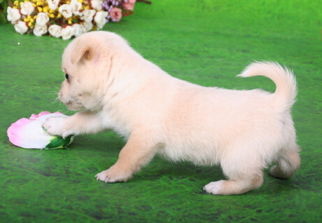 狗主爱犬行为过头 高速路教爱犬开车