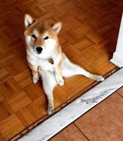 超可爱小柴犬笑不拢嘴 被称小天使