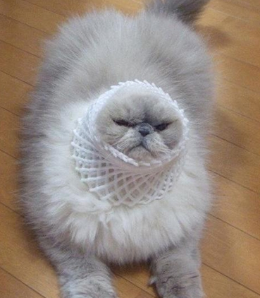 为了瘦脸，它已不择手段