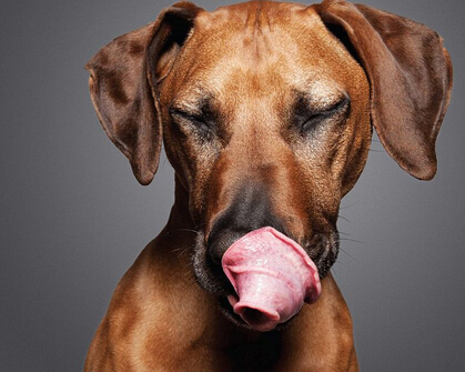 狗狗舔鼻子照片曝光 超可爱萌坏众人