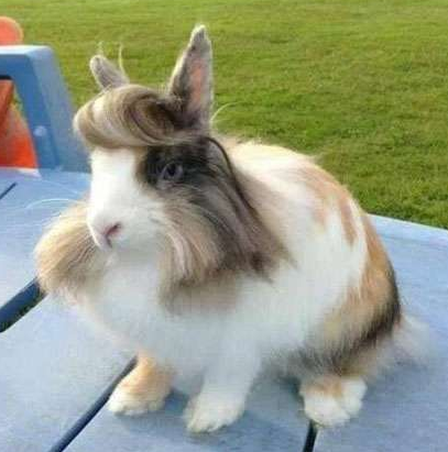 做了美发的兔子，有够帅的！