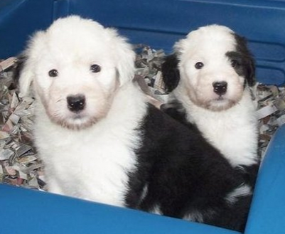 古代牧羊犬的养护常识 饮食营养搭配合理