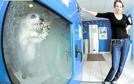 法国惊现洗狗机 吸引了大批的爱狗人士