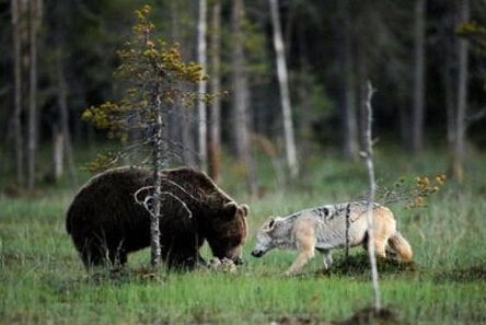 狗狗冲进火场救幼猫 跨物种的无私爱