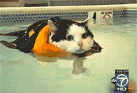 穿着救生衣游泳的小猫