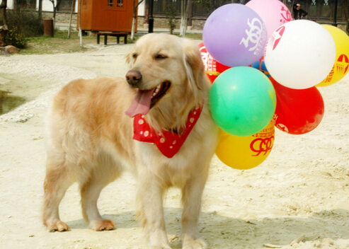 女司机为找丢失狗狗 高速公路逆向行驶