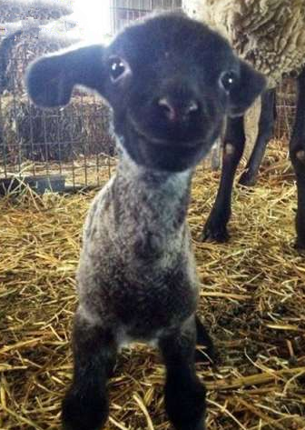 你要不要这么萌