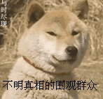 过来围观的狗狗 