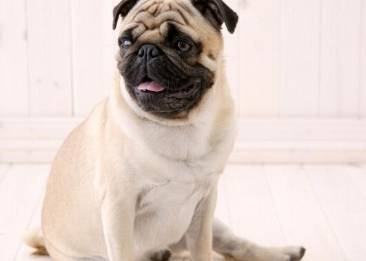 政府部门整治犬患引众多市民的争议不满