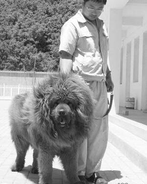 金矿老板想花400万买藏獒遭到主人的拒绝