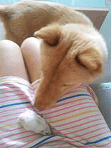 这就是狗拿耗子多管闲事