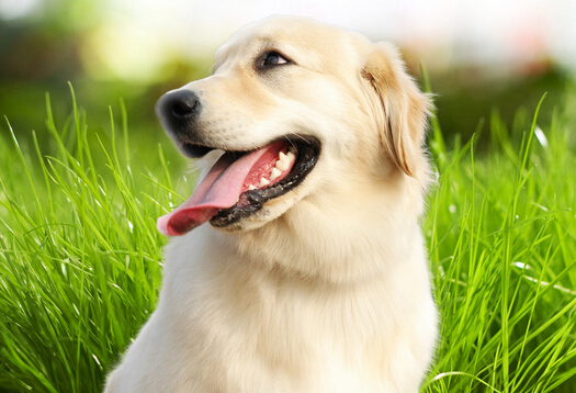 国内再度兴起狗医生 吸引一大批爱狗人士