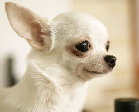 吉娃娃认错主人 现主人登报希望原主人能早日认领