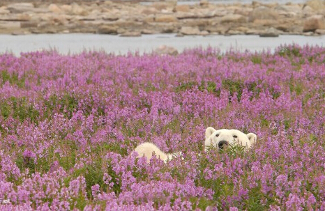 当北极熊遇到夏天 懒散悠闲模样惹人爱