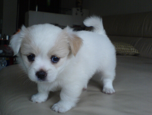 狗狗母爱爆发 从三楼跳下给幼崽喂奶