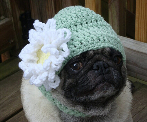 国内惊现狗狗学校 花一万便可让狗狗成才