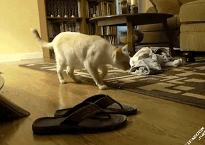 拖鞋你吓死喵喵了