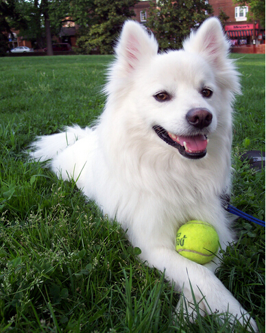 狗狗从车窗跳出 车主立马在高速路停车去寻找