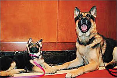 香港名猫“忌廉哥”将荣升日本一猫咪精品店名誉店长