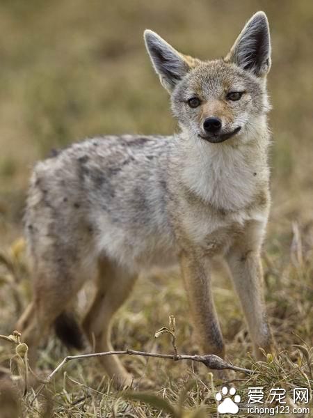 科学家发现新物种狼使犬科家族成员增至36个